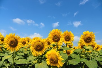 Naklejka premium 明野のひまわり