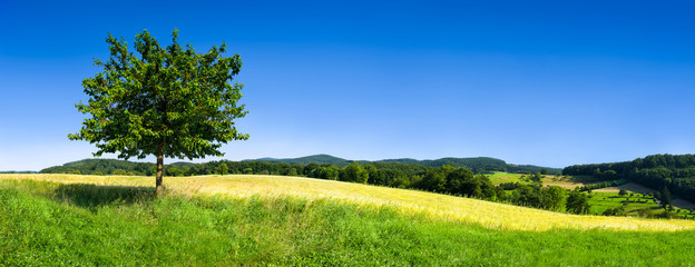 Landschap met een groen veld en boom tegen een blauwe lucht