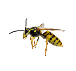 wasp isolated on white