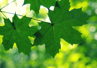 Green leaves on the green