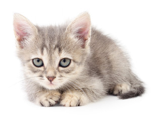 Small gray kitten.