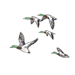 ducks vector illustration