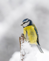 Blue tit