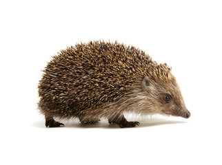 Hedgehog  isolated on white