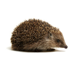 Hedgehog  isolated on white