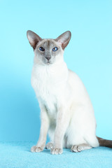 Oriental siamese cat blue eyes sitting light blue background