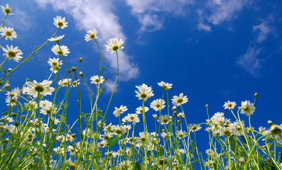 White camomiles on blue sky