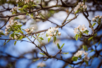 Spring in an orchard,beautiful blooming apple trees in spring park, cherry orchard, apple branch in bloom
