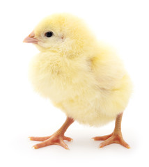 Small yellow chicken.