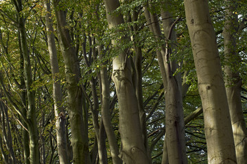 Lane with beech trees in fall  Maatschappij van Weldadigheid Frederiksoord Drenthe Netherlands