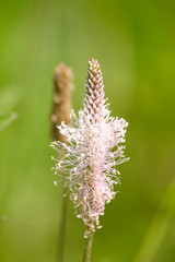 Beautiful pampas grass on a natural background