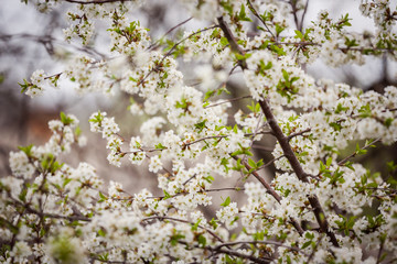 Spring in an orchard,beautiful blooming apple trees in spring park, cherry orchard, apple branch in bloom