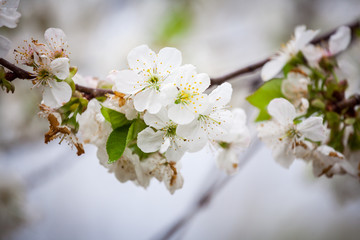 Spring in an orchard,beautiful blooming apple trees in spring park, cherry orchard, apple branch in bloom