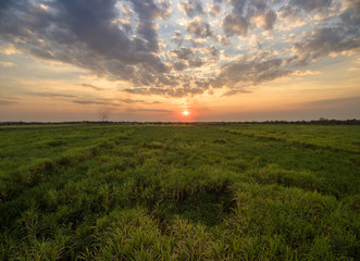 view from drone Sugar cane field with sunset sky nature landscap