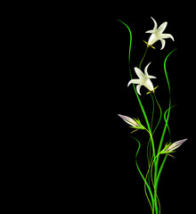 Bright colorful spring flowers campanula.