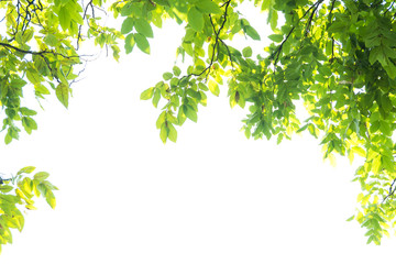 Beautiful Green leaves on white background