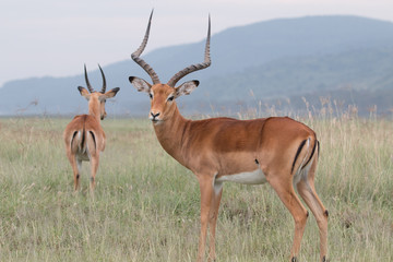 Naklejka na ściany i meble Gazelle - Lake Nakuru National Park, Kenya