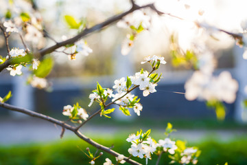 Spring in an orchard,beautiful blooming apple trees in spring park, cherry orchard, apple branch in bloom.Springtime. Blooming cherry branch and shovel.flower on the tree, flowering tree