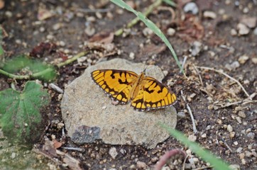 schmetterling