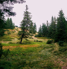 Lonely fir tree in a forest glade.