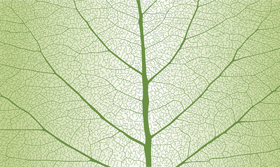 Leaf with rib, close up