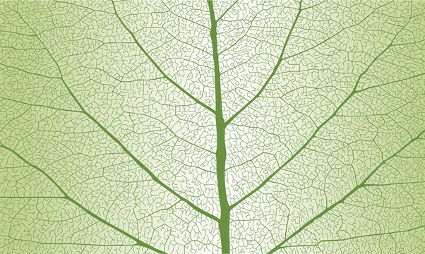 Leaf with rib, close up