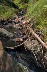 Mountain Creek. Fallen trees.