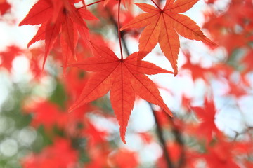 紅葉