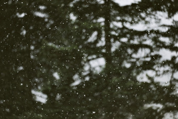 Close focus on small white snowflakes fallinf during thick snowfall in wither mountain forest with green pine trees, abstract background with beautiful bokeh