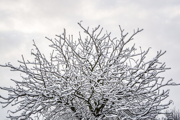 Snow on tree brunches in UK, Milton Keynes - winter abstract background 1