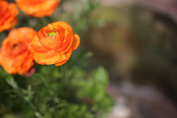 Ranunkeln Hintergrund