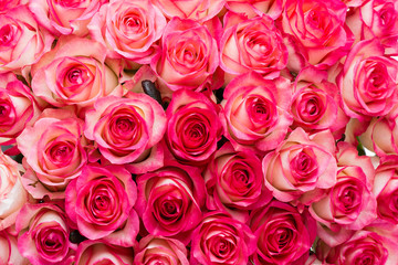 floral background of pink roses
