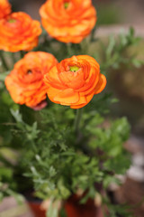 Ranunkel orange im Blumentopf