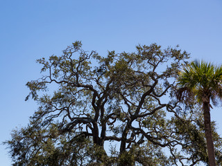 Oak and Palm Trees