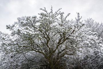 Snow on tree brunches in UK, Milton Keynes - winter abstract background 6