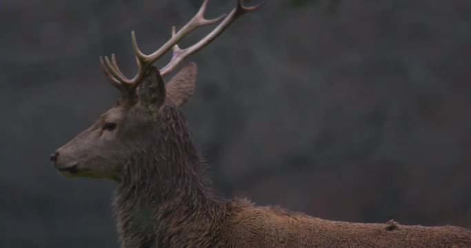Wild Red Deer stag with antlers walks in rainy forest.