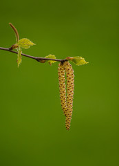 Beautiful birch tree in natural habitat