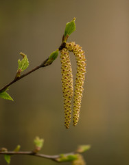 Beautiful birch tree in natural habitat