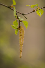 Fototapeta premium Beautiful birch tree in natural habitat