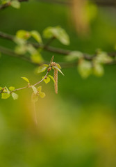 Beautiful birch tree in natural habitat