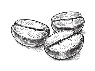 coffee bean symbol vector