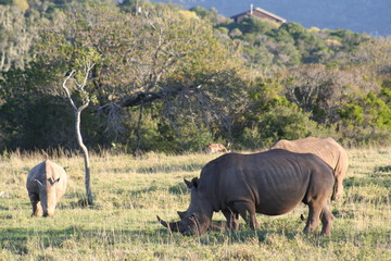 Obraz premium Rhinos in African landscape