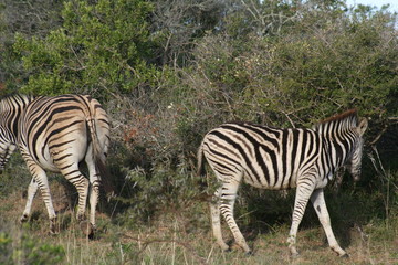 Fototapeta na wymiar Zebras in African landscape