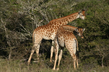 Giraffes in African landscape