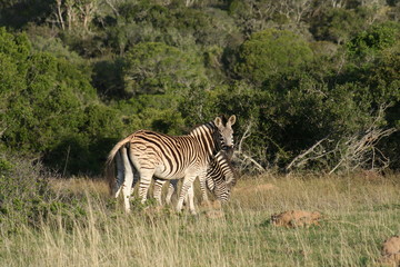 Fototapeta premium Zebras in African landscape