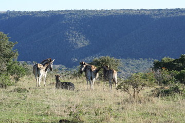 Zebras in African landscape