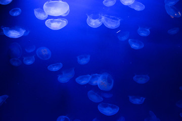 Fototapeta na wymiar gruppo di meduse