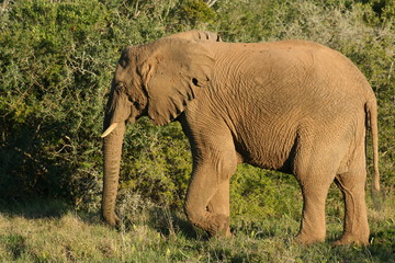 Fototapeta na wymiar Close up Elephants in African landscape