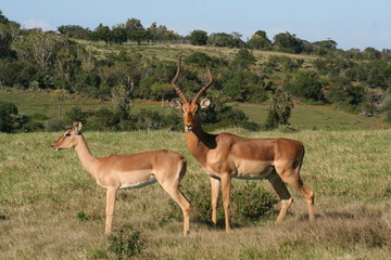Kudu and deer in African landscape