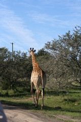 Giraffes in African landscape